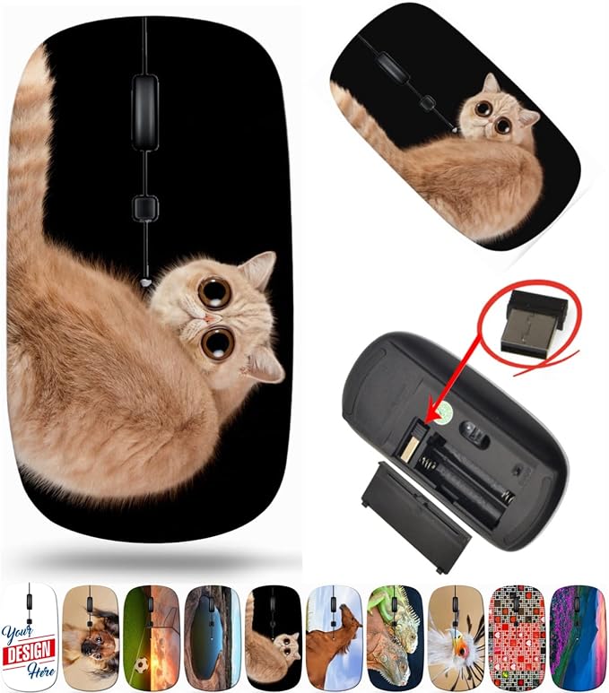 BYADAUa0CA_FUNNY SURPRISED CAT _016
